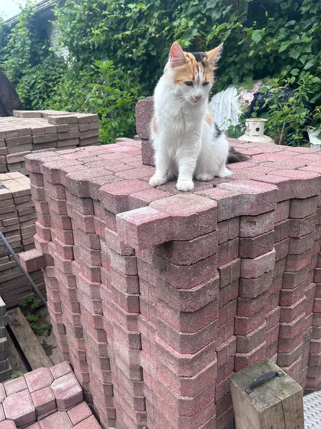 •KeyHole Pattern Unistone Paver ONLY $1 each • in Other in Owen Sound - Image 3