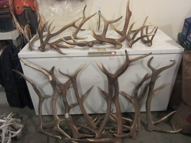 Paying cash for Shed Antlers in Fishing, Camping & Outdoors in Medicine Hat