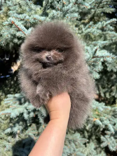 Reserved! Adorable Mini Blue Pomeranian Boy, View more