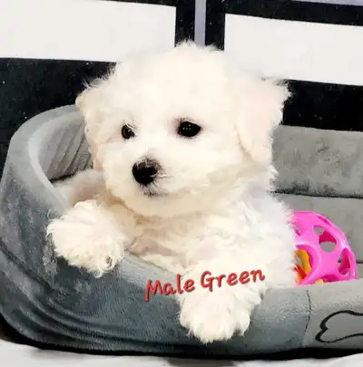 Beautiful Bichon Frise puppies , View more
