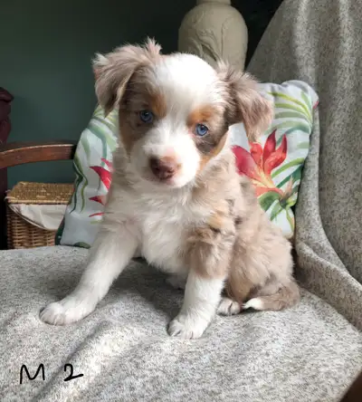 Alpine Toy & Mini Aussies is proud to introduce our first litter of the year! These pups will be reg...