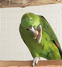 Yellow Naped Amazon parrot for sale