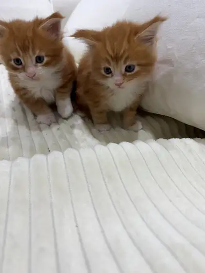 Purebred Maine Coon- 2 Orange Males, View more