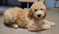 F1B Goldendoodles Ready for their forever homes 