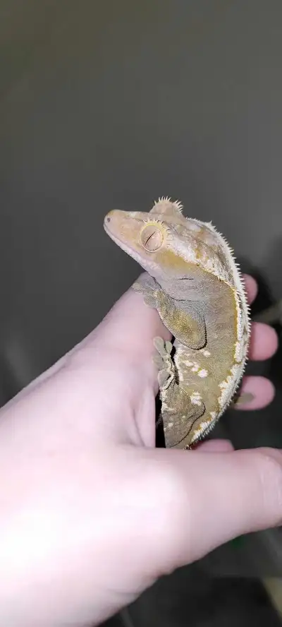 Male crestie for Sale! Roughly around 3 yrs old now. Really nice male and is friendly. He's like an...