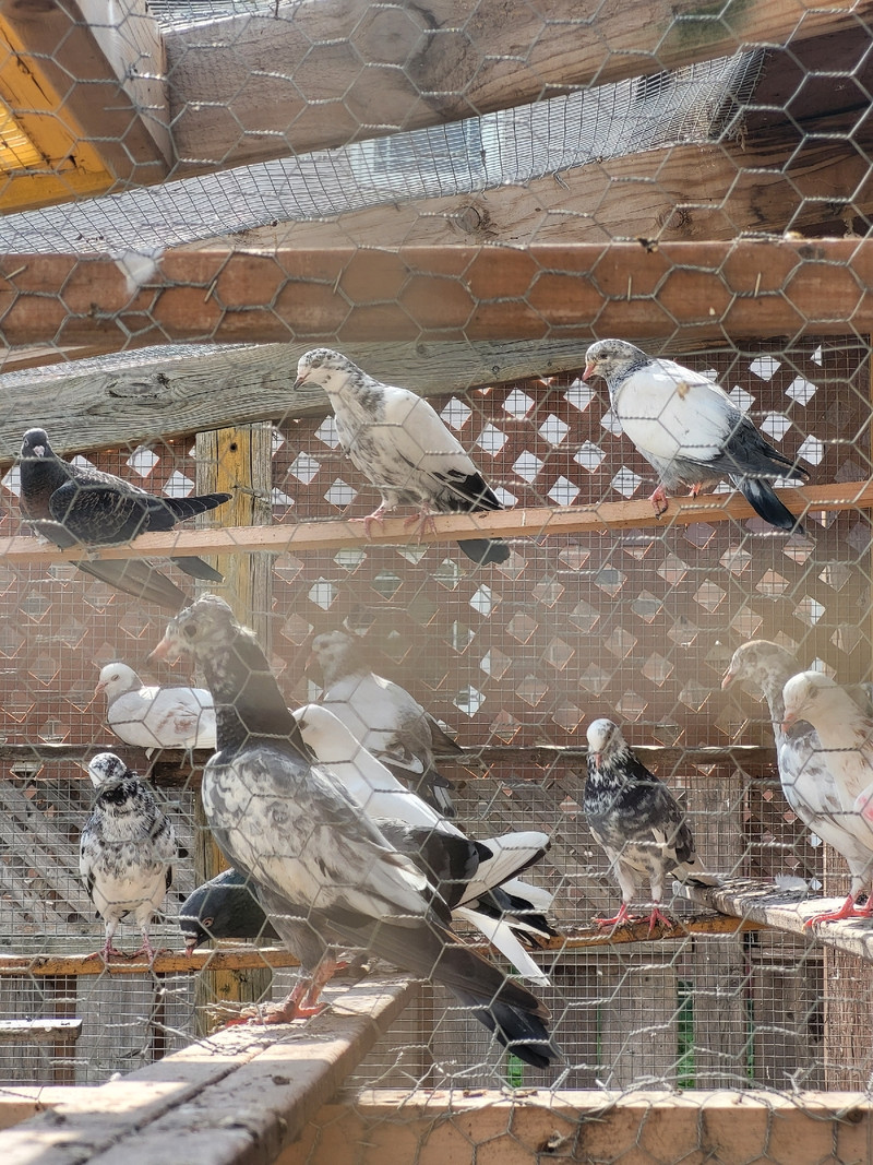 Pigeons for sale | Birds for Rehoming | Mississauga / Peel Region | Kijiji