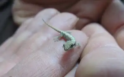 4 mourning geckos babies, View more
