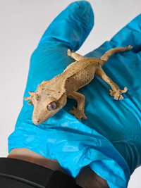 Baby Crested gecko