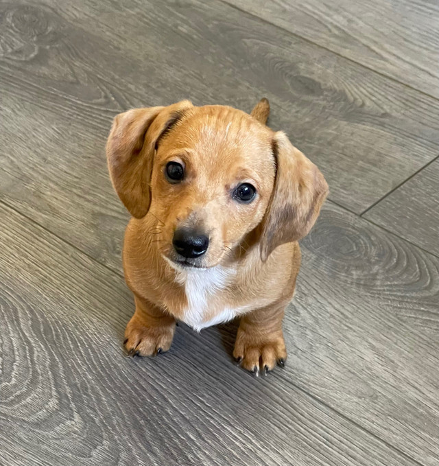 Adorable Pure Breed Miniature Dachshund  in Dogs & Puppies for Rehoming in Edmonton