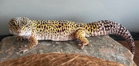 Male Leopard Gecko with complete terrarium set up