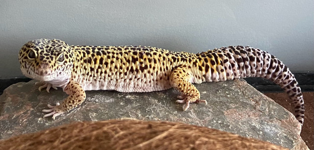 Male Leopard Gecko with complete terrarium set up in Reptiles & Amphibians for Rehoming in Peterborough