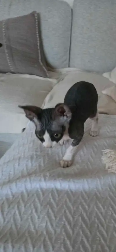 Devon Rex /Sphinx  kitten, View more