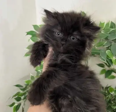 hypoallergenic Siberian kittens , View more