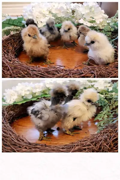 silkie chicks, View more