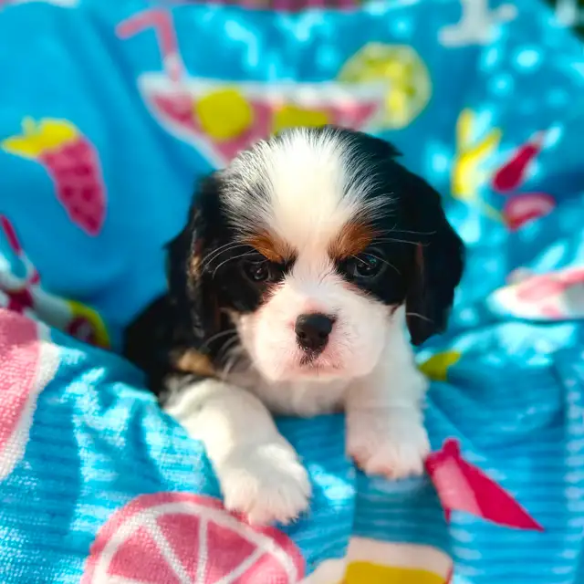 CKC Reg’d fully health tested Cavalier puppy in Dogs & Puppies for Rehoming in St. Albert - Image 2