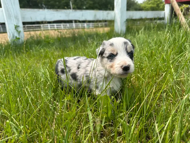 Chiot Border Collie in Dogs & Puppies for Rehoming in Trois-Rivières - Image 10