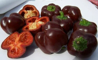 Heirloom Mini Chocolate Sweet Belle Pepper Seed..!!
