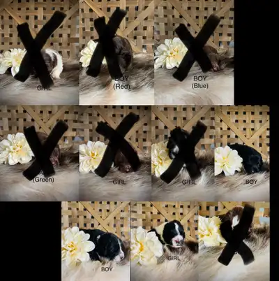 Newfie Haven has a Litter of 10 Gorgeous Pure Newfoundland Puppies available, born May 20th. I take...