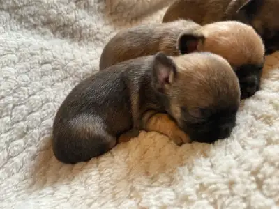 ♥️ Pocket Puppies ♥️, View more