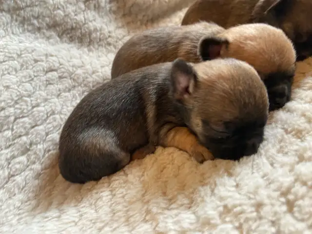♥️ Tiny Chihuahua puppies  ♥️ in Dogs & Puppies for Rehoming in Grande Prairie - Image 2
