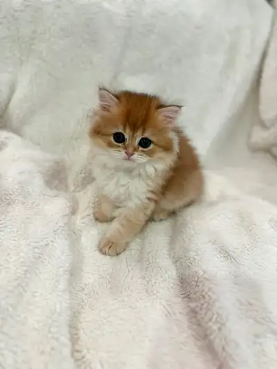 Purebred British Longhair / Shorthair kittens ~ TICA registered, View more