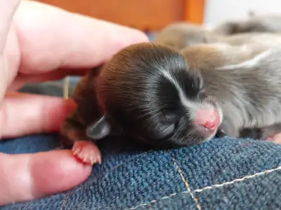 Check Ottawa Chihuahua FB Page for the Announcement!, View more