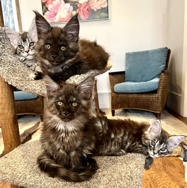 Registered Purebred Maine Coon Kittens in Cats & Kittens for Rehoming in Victoria