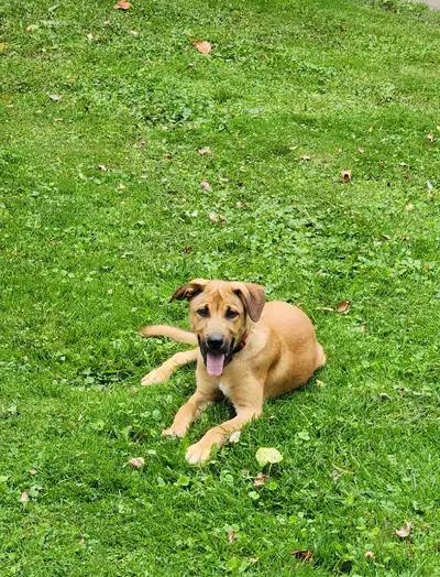 Dutchinois/Goberian Pup Needing New Home!, View more