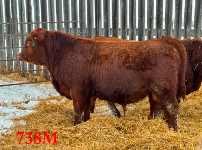 The bulls pictured as well as a few others are available. Calving ease bloodlines. Docility. All out...