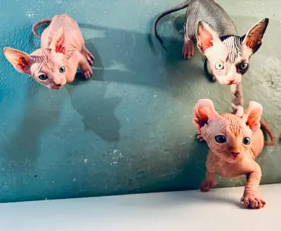 Merveilleux petits sphynx élevés dans la maison environnement avec des enfants. Vaccinés vermifugés...