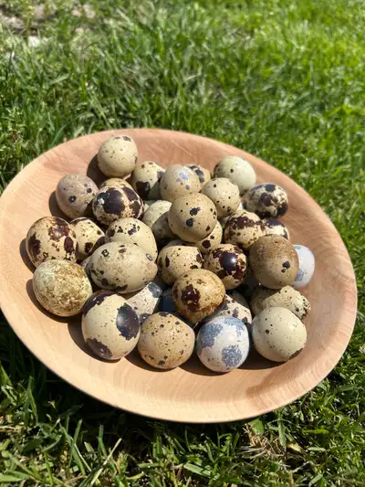 Quail eggs, View more