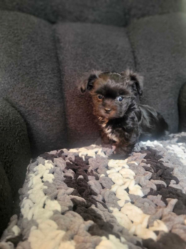 Chiot Maltipoo et Maltzu, magnifique dans Chiens et chiots à adopter  à Lanaudière - Image 4