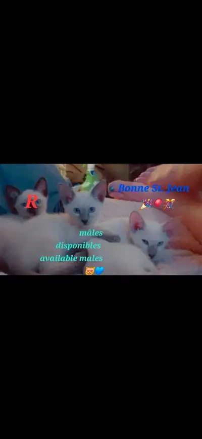 ♀️♂️Sublimes Chatons Siamois Vaccinés♡Siamese Kittens Vaccinated, View more
