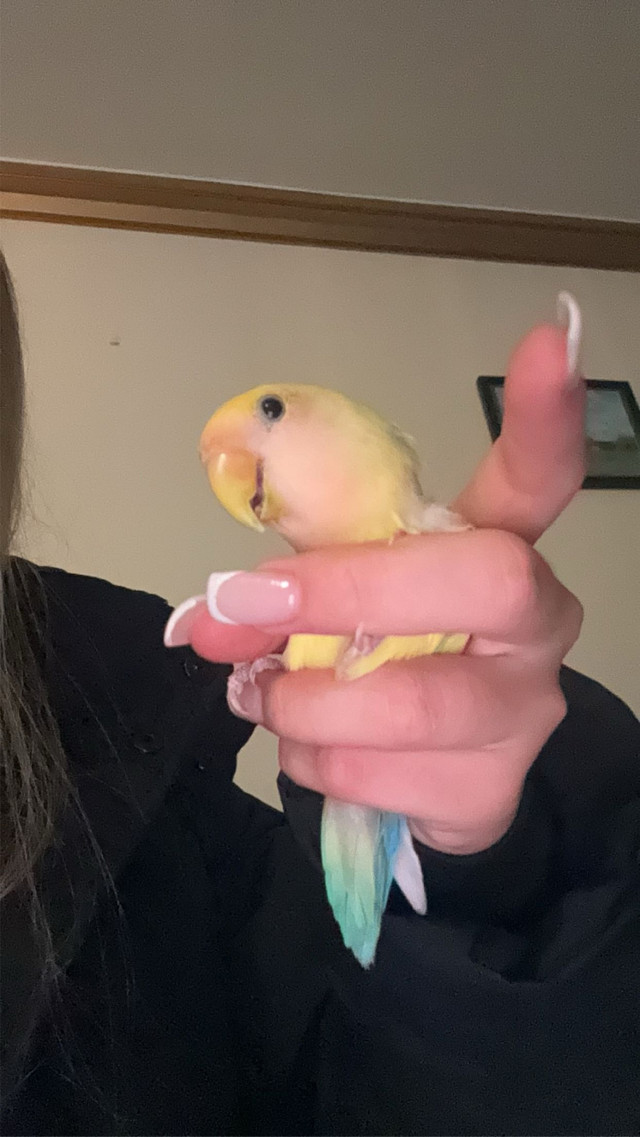 Mâle yellow love Bird dans Oiseaux à adopter  à Ville de Montréal - Image 3