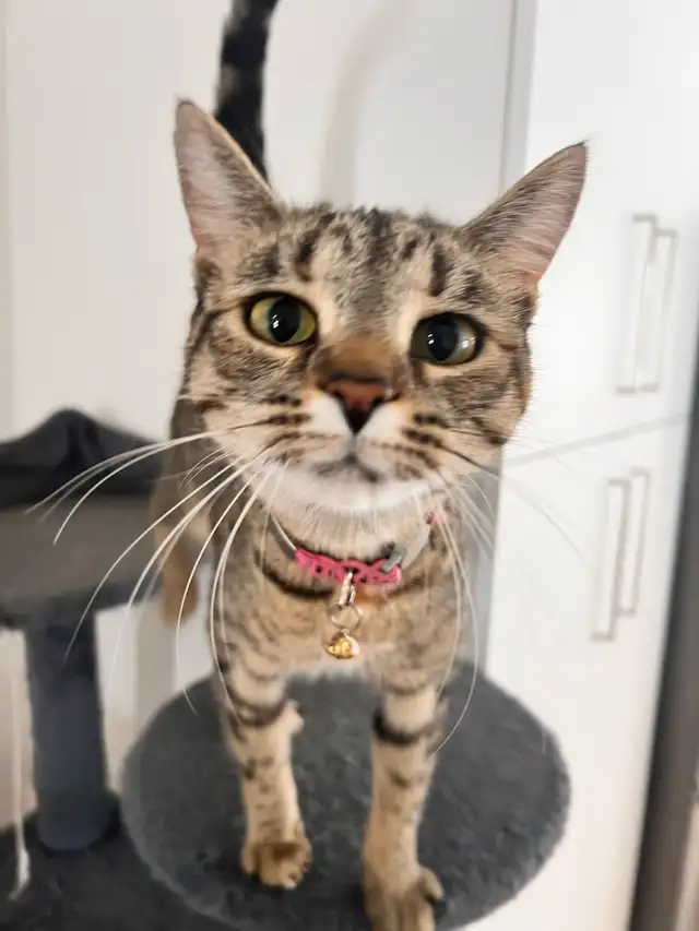 female cat to be rehomed.  in Cats & Kittens for Rehoming in Moncton - Image 3