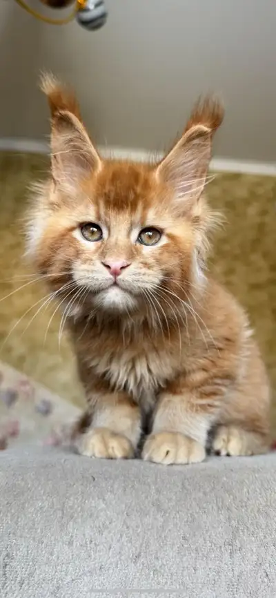 European champion pedigree Maine coon kittens, View more