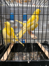 Yellow canary for sale 