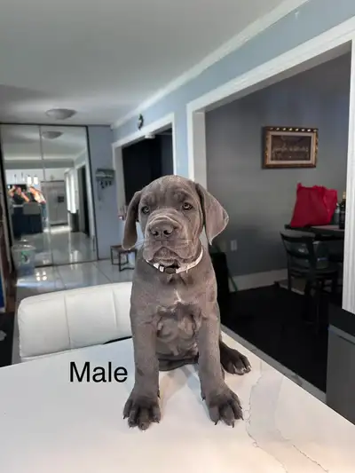 Our beautiful 8 week old Blue Cane Corso puppies are ready to find their forever homes. They have be...