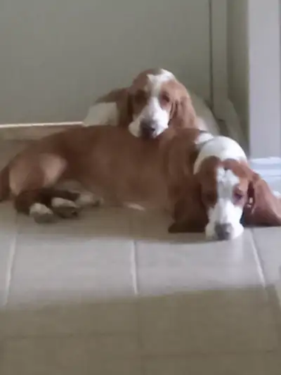 Basset hounds, View more