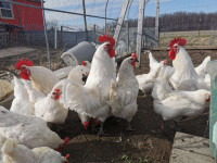 Young Bresse Chicken Laying Hens and Rooster For Sale