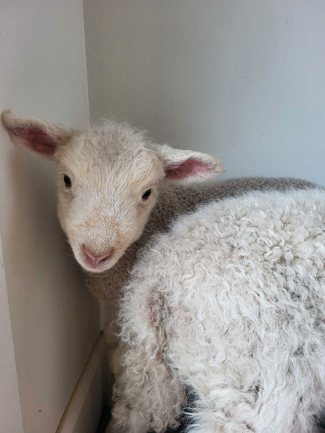 Beautiful baby lambs in Livestock in Chilliwack - Image 4