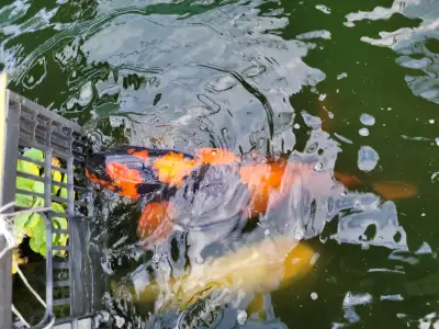 Koi fish poisson, View more