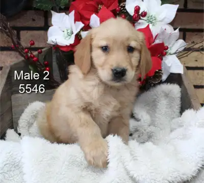 Beautiful litter of golden retriever puppies are ready for their new homes. For more information and...
