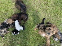 Cockapoo puppies