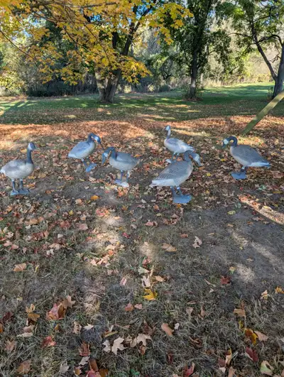 Goose decoys, View more