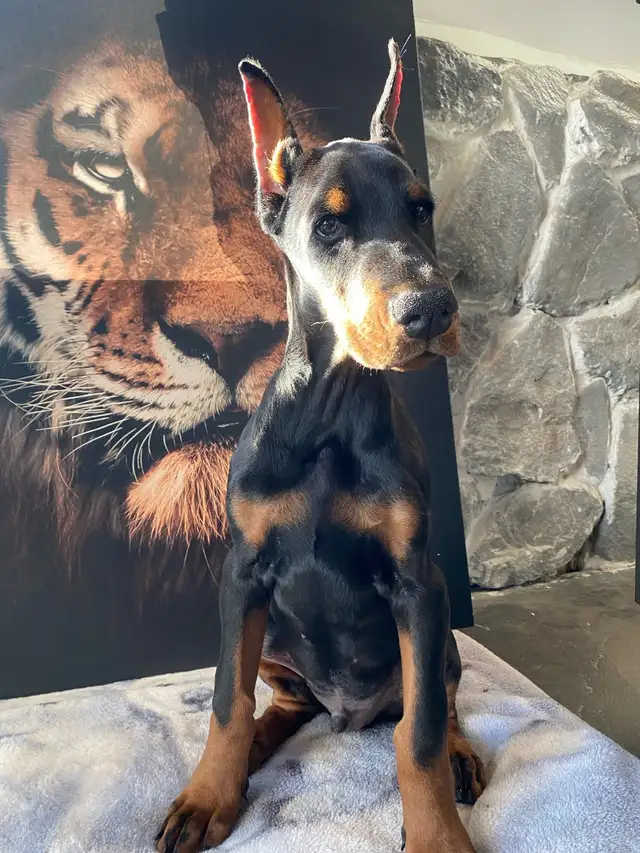European Doberman Puppies!  1 Female available! in Dogs & Puppies for Rehoming in Edmonton - Image 3