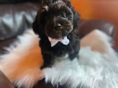 Ready To Go! Handsome Mini Bernedoodle Puppies, View more
