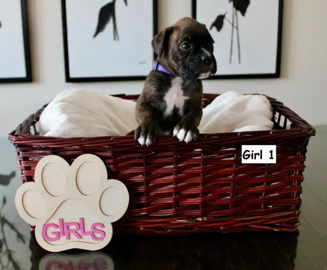 Purebred Boxer Puppies! - 4 Left in Dogs & Puppies for Rehoming in Mississauga / Peel Region - Image 3