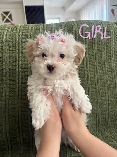 Maltipoo Puppies – Vaccinated – Ready for New Homes, View more