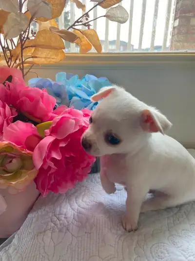 We’re located in Edmonton willing to deliver this cutie to his loving family. We have 1 adorable and...